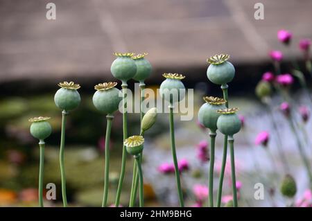 Grüne „Papaver somniferum“-Mohnköpfe, die in den Grenzen von RHS Garden Harlow Carr, Harrogate, Yorkshire, Großbritannien, angebaut werden. Stockfoto