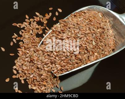 Leinsamen, Leinsaat, die Samen des Flachses, Gemeiner Lein, Linum usitatissimum, werden als ein natürliches und nicht apothekenpfliges Abführungs Stockfoto