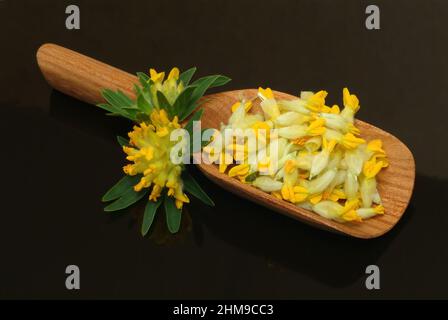 Heilpflanze Apothekerklee, Echter Wundklee, Gelber Klee, Hasenklee, Wundkraut, Anthyllis vulneraria, Heilpflanze Common Kineyvetch, Nierendrüse, Stockfoto