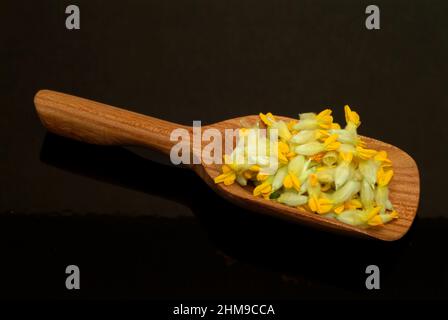 Heilpflanze Apothekerklee, Echter Wundklee, Gelber Klee, Hasenklee, Wundkraut, Anthyllis vulneraria, Heilpflanze Common Kineyvetch, Nierendrüse, Stockfoto