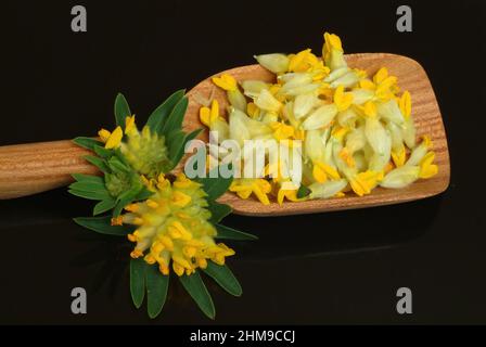 Heilpflanze Apothekerklee, Echter Wundklee, Gelber Klee, Hasenklee, Wundkraut, Anthyllis vulneraria, Heilpflanze Common Kidneyvetch, Nierendrüse, Stockfoto