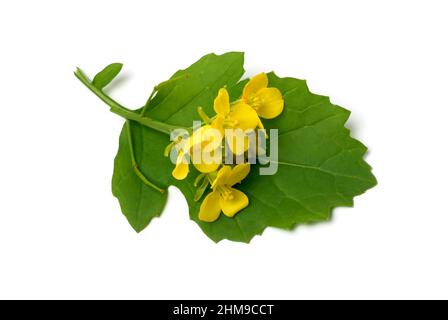 Schwarze Senf, Brassica nigra, Senf-Kohl[, Pflanzenart aus der Gattung Brassica in der Familie der Kreuzblütengewächse, kultiviert und als Heil- sowie Stockfoto