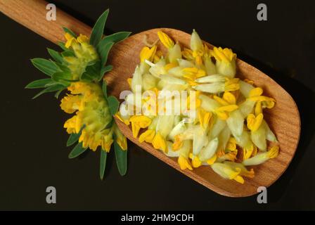 Heilpflanze Apothekerklee, Echter Wundklee, Gelber Klee, Hasenklee, Wundkraut, Anthyllis vulneraria, Heilpflanze Common Kineyvetch, Nierendrüse, Stockfoto