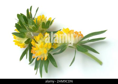 Echter Wundklee, gemeiner Wundklee, gewöhnlicher Wundklee oder Tannenklee, Anthylis Vulneraria, Pflanzenart aus der Gattung Wundklee, Verwendung in d Stockfoto