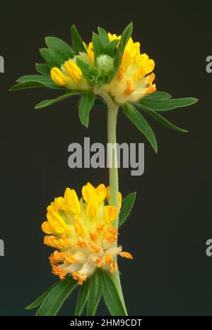 Echter Wundklee, gemeiner Wundklee, gewöhnlicher Wundklee oder Tannenklee, Anthylis Vulneraria, Pflanzenart aus der Gattung Wundklee, Verwendung in d Stockfoto