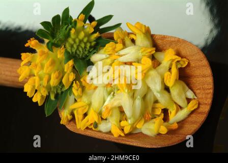 Heilpflanze Apothekerklee, Echter Wundklee, Gelber Klee, Hasenklee, Wundkraut, Anthyllis vulneraria, Heilpflanze Common Kidneyvetch, Nierendrüse, Stockfoto