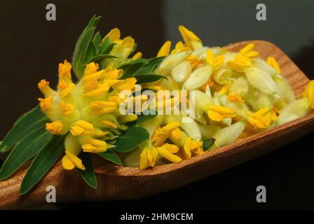 Heilpflanze Apothekerklee, Echter Wundklee, Gelber Klee, Hasenklee, Wundkraut, Anthyllis vulneraria, Heilpflanze Common Kineyvetch, Nierendrüse, Stockfoto