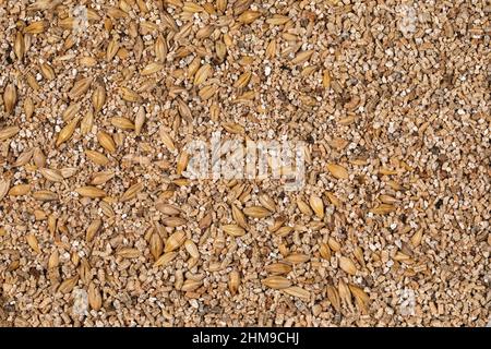 Vollformat-Makroaufnahme der Nagetier-Saatgutbox Stockfoto