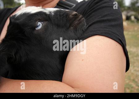Liebt das Ziegenbaby in ihren Armen Stockfoto