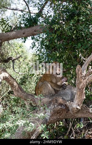 Barbary Macaque mit seinem Jungen, der ein gestohlenes Sandwich in einem Baum isst. Selektiver Fokus auf die Tiere Stockfoto