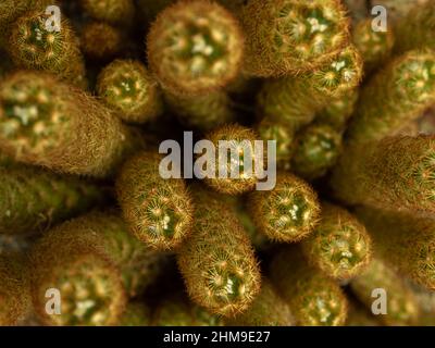 Vollformat-Nahaufnahme auf der Oberseite des Mammillaria elongata-Klumpens Stockfoto