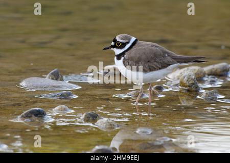 Kleines Ringelpfeifchen, das im Wasser steht. Unscharfer Hintergrund, Kopierbereich. Gattungsart Charadrius dubius. Stockfoto