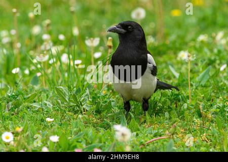 Elster auf der Suche nach Nahrung im Gras mit Elendelionen. Vorderansicht, Nahaufnahme. Unscharfer Hintergrund, Kopierbereich. Gattungsart Pica pica. Stockfoto