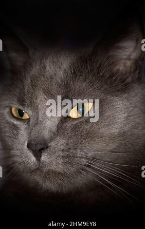 Porträt einer schönen dunkelgrauen Katze mit gelben Augen vertikal Stockfoto