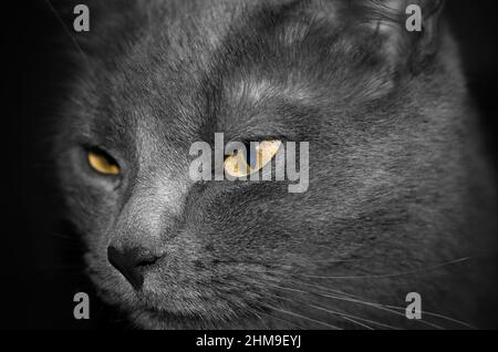 Porträt einer schönen dunkelgrauen Katze in monochromer Horizontalfarbe Stockfoto