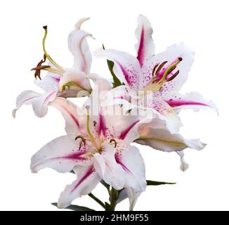 tiger Woods lilium isoliert auf weißem Hintergrund Stockfoto