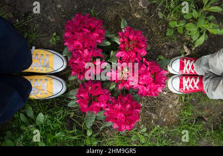 Füße von Erwachsenen und Kindern in jungen Fetzen Sneakers in der Nähe eines blühenden kleinen Busches aus rosa Rhododendron. Blick von oben. Bequeme Schuhe. Tag der Erde. Fröhlich Stockfoto