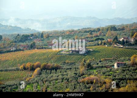 Weinberg in der Nähe von Piglio eine kleine mittelalterliche Stadt in der Region Latium, Italien Stockfoto