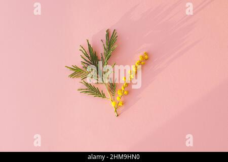 Hallo Frühjahrskonzept. Stilvolle Mimosa Blume flach lag auf rosa Hintergrund in Sonnenlicht. 8. märz. Glücklicher Frauentag und glücklicher Muttertag. Schöne Bloomi Stockfoto