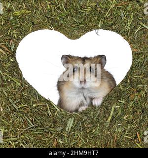 Liebenswert braun Hamster Blick durch herzförmige Öffnung in getrockneten grünen Gras Oberfläche. Blick direkt auf die Kamera, Pfoten am Rand. Stockfoto