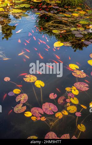 Fischteich mit Goldfischen und Seerosen Stockfoto