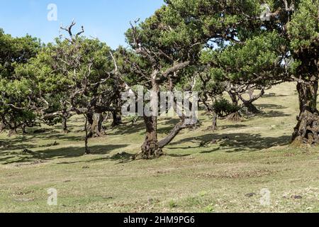 MADEIRA, PORTUGAL - 27. AUGUST 2021: Dies ist ein Reliquie-Hain der uralten Bäume des Fanal-Teichwaldes, der zum UNESCO-Weltkulturerbe gehört. Stockfoto