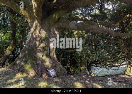 MADEIRA, PORTUGAL - 27. AUGUST 2021: Dies ist ein Dickicht aus uralten Bäumen des Fanal Pond-Waldes, der zum UNESCO-Weltkulturerbe gehört. Stockfoto