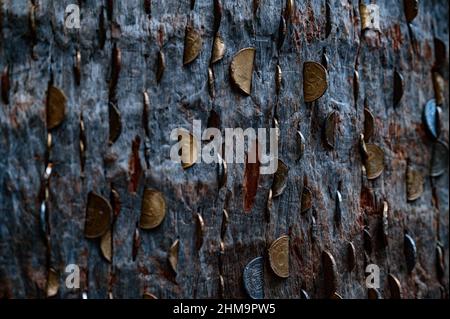 Die Rinde des Baumes ist mit Münzen bedeckt, eine alte magische Tradition des Glücks, Tourismus in der Ukraine. Stockfoto