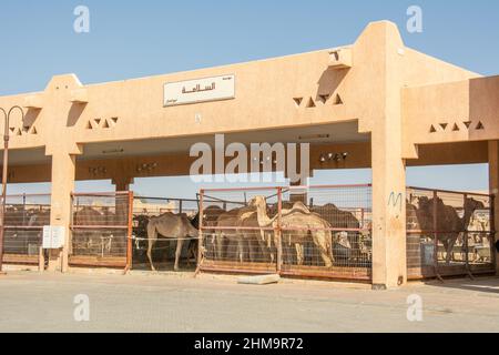 Dromedare zum Verkauf auf dem Al Ain Kamelmarkt Stockfoto