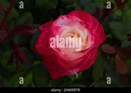 Einzelne rosa Rose mit Blättern auf grünem Hintergrund. Perfekte Blume Stockfoto