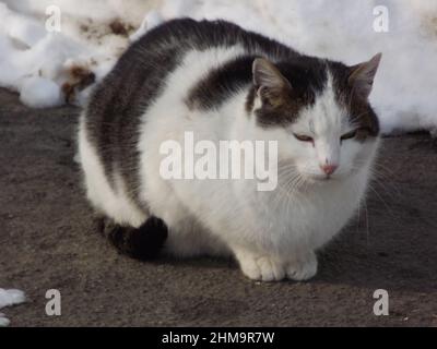 Europäische, inländische Katze auf der gepflasterten Auffahrt des Hauses. Stockfoto