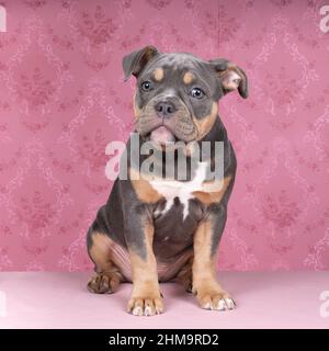 Ein Porträt eines niedlichen alten englischen Bulldogge Welpen suchen An der Kamera auf einem rosa Hintergrund Stockfoto