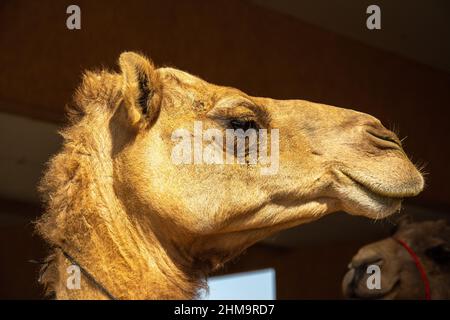 Porträt des Dromedars, auch Somali-Kamel oder arabisches Kamel genannt, aufgenommen in den Vereinigten Arabischen Emiraten Stockfoto