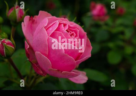 Einzelne rosa Rose mit Blättern auf grünem Hintergrund. Perfekte Blume Stockfoto