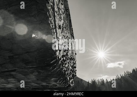 Die Rinde des Baumes ist mit Münzen auf dem Hintergrund der Sonne bedeckt, eine alte magische Tradition des Glücks, Tourismus in der Ukraine. Stockfoto