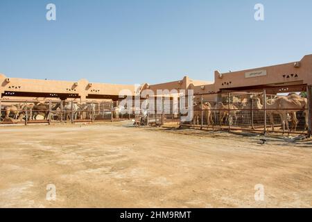 Dromedare zum Verkauf auf dem Al Ain Kamelmarkt Stockfoto