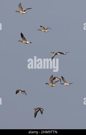 Rotbrustgans (Branta ruficollis) mit dunkelbauchigen Brent-Gänsen Cley Norfolk UK, GB, Februar 2022 Stockfoto