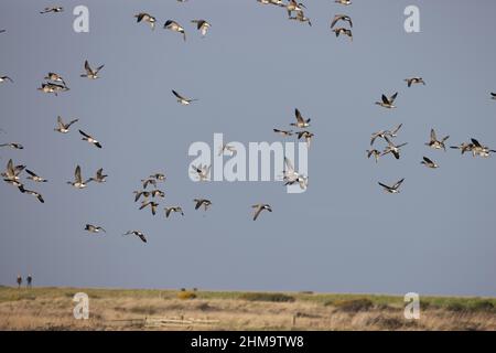 Rotbrustgans (Branta ruficollis) mit dunkelbauchigen Brent-Gänsen Cley Norfolk UK, GB, Februar 2022 Stockfoto