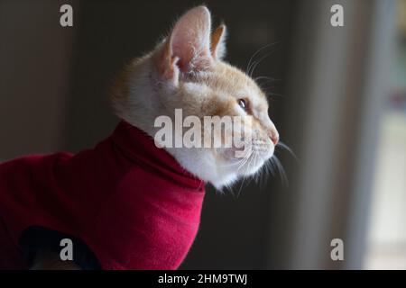 Ingwer-Katze trägt einen roten Schutzmantel nach der Operation Portrait-Looking-Out - Pflege eines Haustieres nach einer kavitären Operation (Kastration, Sterilisation) Stockfoto