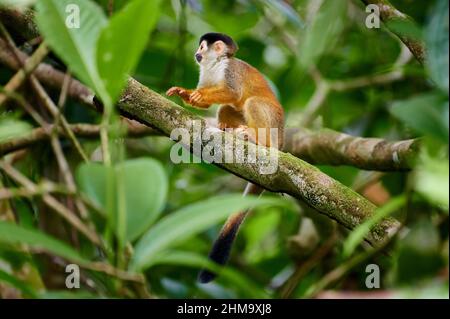 Zentralamerikanischer Eichhörnchen-Affe oder rotrückiger Eichhörnchen-Affe (Saimiri oerstedii), Corcovado-Nationalpark, Osa-Halbinsel, Costa Rica Stockfoto