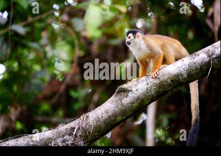 Zentralamerikanischer Eichhörnchen-Affe oder rotrückiger Eichhörnchen-Affe (Saimiri oerstedii), Corcovado-Nationalpark, Osa-Halbinsel, Costa Rica Stockfoto