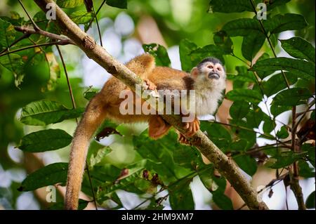 Zentralamerikanischer Eichhörnchen-Affe oder rotrückiger Eichhörnchen-Affe (Saimiri oerstedii), Corcovado-Nationalpark, Osa-Halbinsel, Costa Rica Stockfoto