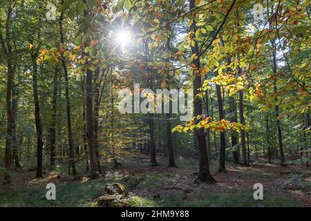 Deutscher Laubwald im Spätsommer Stockfoto