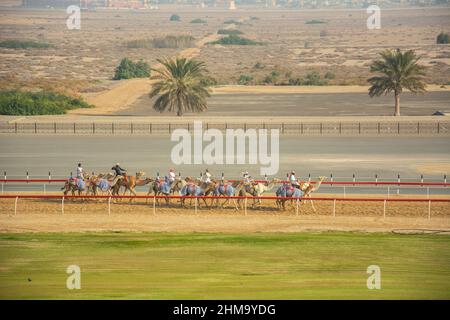 Afghanische und pakistanische Kameljokeys beim Training für das Kamelrennen in Al Wathbah, Abu Dhabi Stockfoto