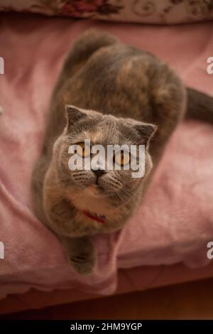 Scottish Fold Katze auf rosa Sofa sitzend, nach oben schauend, selektiver Fokus, horizontales Foto Stockfoto