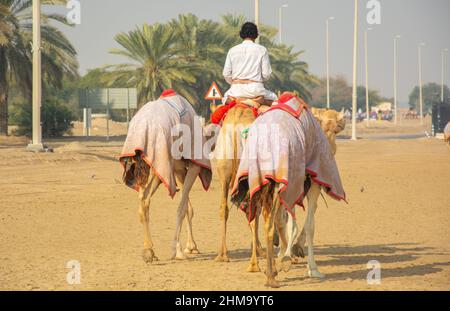 Camel Jockey beim Training für das Kamelrennen in den Vereinigten Arabischen Emiraten Stockfoto