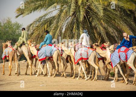 Afghanische und pakistanische Kameljokeys beim Training für das Kamelrennen in den Vereinigten Arabischen Emiraten Stockfoto