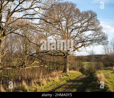 Der komplizierte Rahmen eines Laubbaums in Winter Sunlight, Edenhall, Penrith, Cumbria, Großbritannien Stockfoto