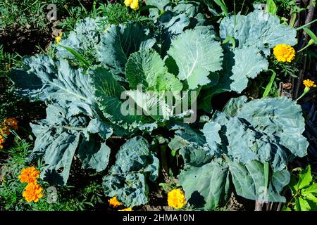 Große Gruppe von frischem Grünkohl in einem Bio-Garten, mit kleinen Wassertropfen an einem regnerischen Sommertag, schöne monochromen Hintergrund Foto im Freien Stockfoto