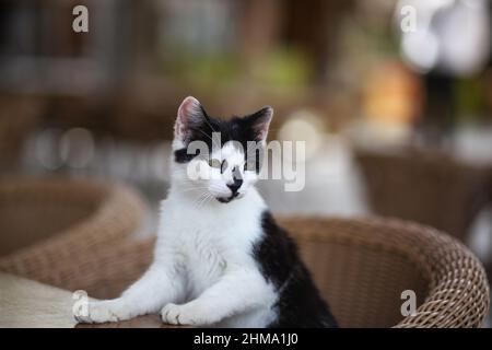 Schwarz-weiße Katze steht auf dem Tisch Stockfoto